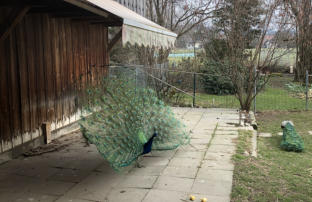 Pfau Hoschis Farm