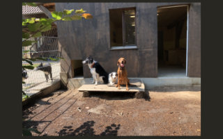 Gruppenhaltung Hundepension