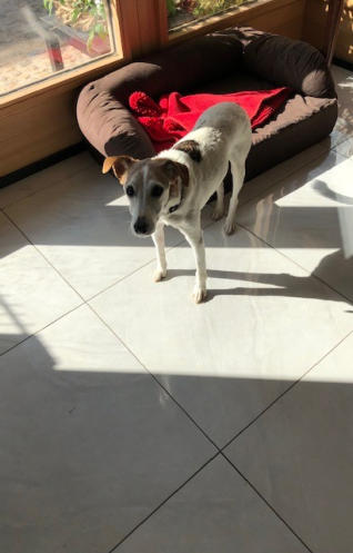 Hundepension_Alte_Hunde
