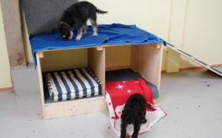 Innenbereich Hundepension